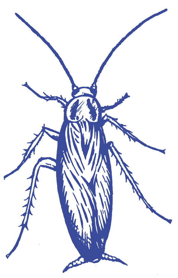 Drawing of Cockroach