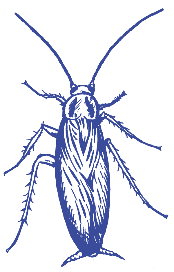 Cockroaches Drawing of Cockroach