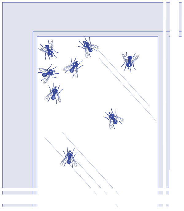 cluster flies Drawing of Cluster flies