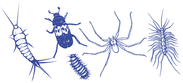 Indoor Pests Drawing of indoor pests