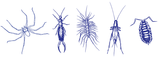Indoor Pests Drawing of indoor pests